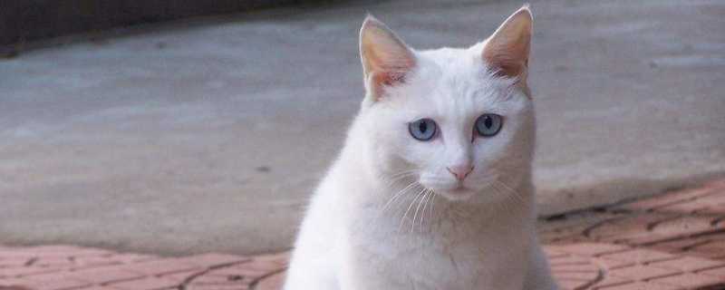 猫藓好转的症状