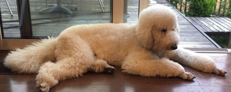 杂交泰迪犬聪明吗