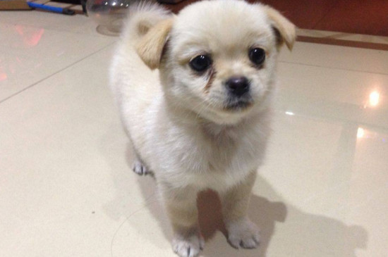狗狗脚趾间长个肉球