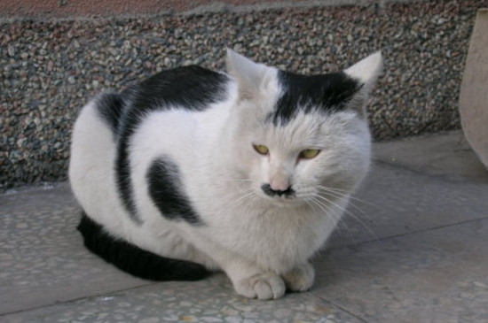 猫的鼻子由粉变黑