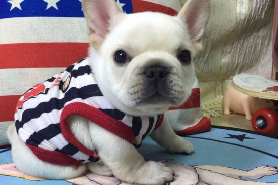 安静的小型犬