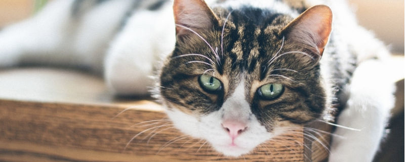 猫内伤的反应