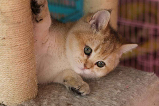 小猫肚子大怎么回事