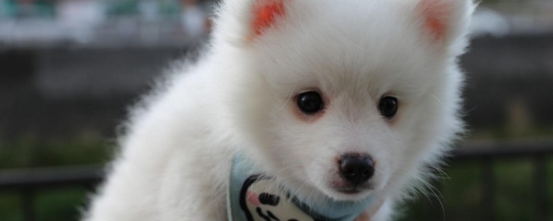 银狐犬寿命