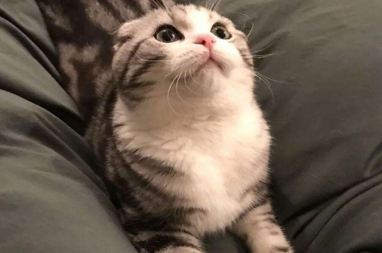 养猫要办猫证吗