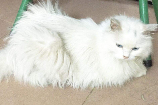 长毛猫几个月开始长毛，长毛猫多大开始爆毛