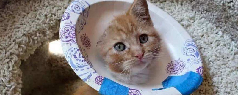 猫喷完药耻辱圈带多久