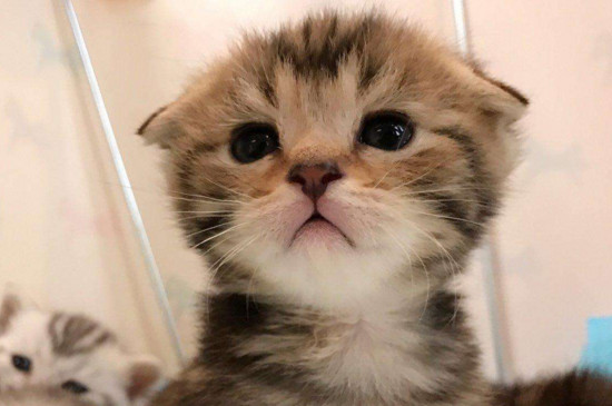 美短折耳猫注意事项