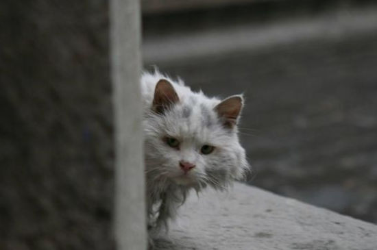 为什么要给流浪猫绝育