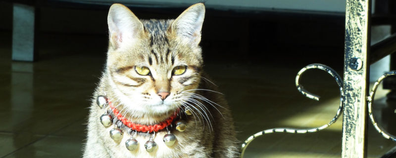 狸花猫会怎么对主人