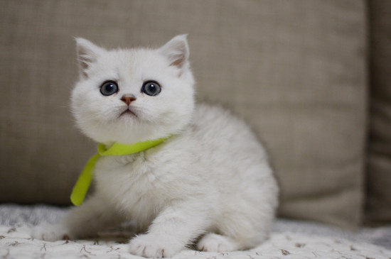 猫驱虫药多久吃一次