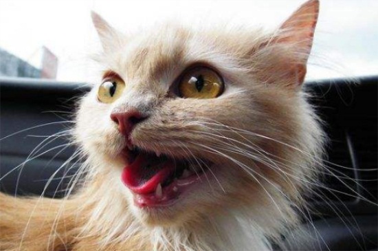 猫吃饭吗