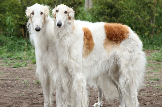 苏俄猎狼犬什么价位，纯种多少钱一只