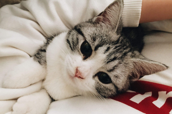猫能吃鱿鱼吗