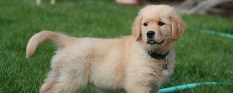 金毛幼犬饮食注意事项
