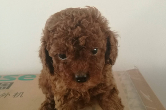 三个月的泰迪怎么养