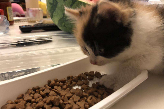 猫粮要用水泡吗