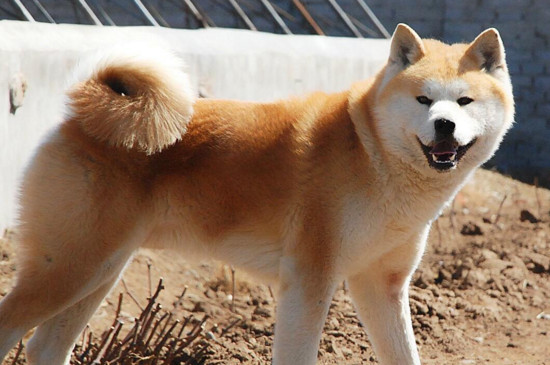 16个不能养秋田犬的理由