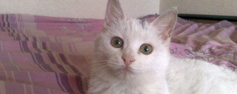 没有猫沐浴露怎么处理