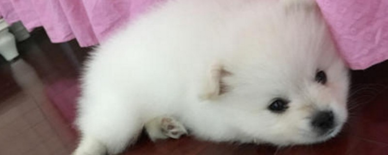 小狗拉屎整个屋子都臭