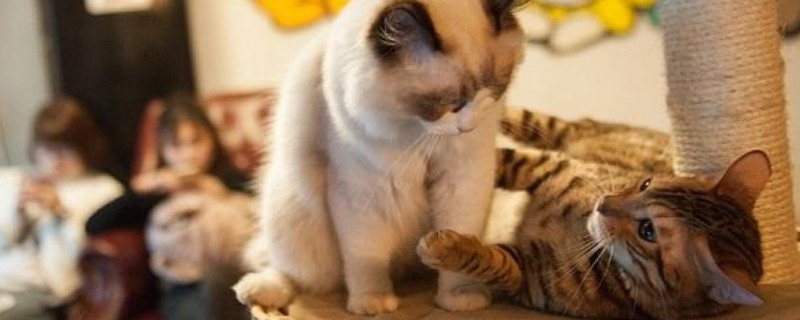 怎么和猫咪快速熟悉