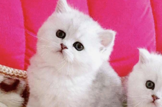 猫绝育没做干净的症状