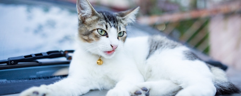 猫怎样给人道歉