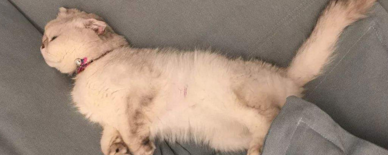 折耳猫为什么不让人抱