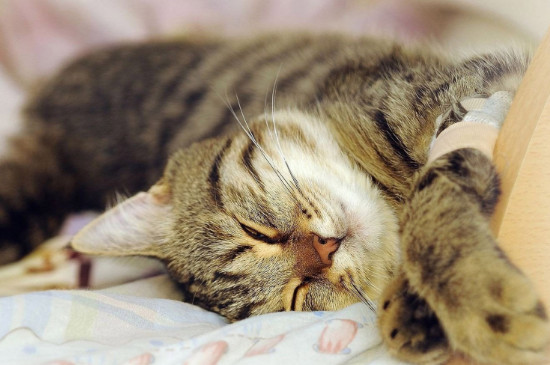 虎斑猫认主吗，虎斑猫多久认主人