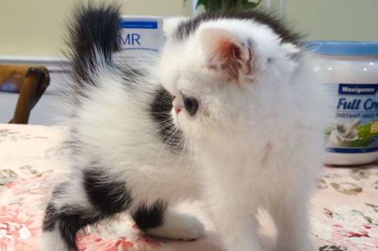 加菲猫怎么表达爱主人