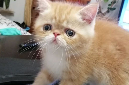 猫咪喝自来水有害吗