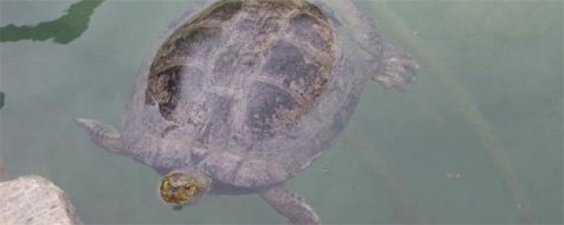小乌龟怎么养才不会死