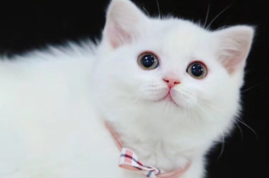 如何给猫剪指甲