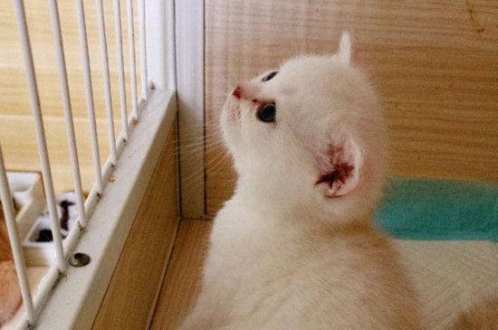 母猫怀孕多久肚子变大