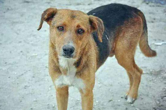 为什么会禁养中华田园犬