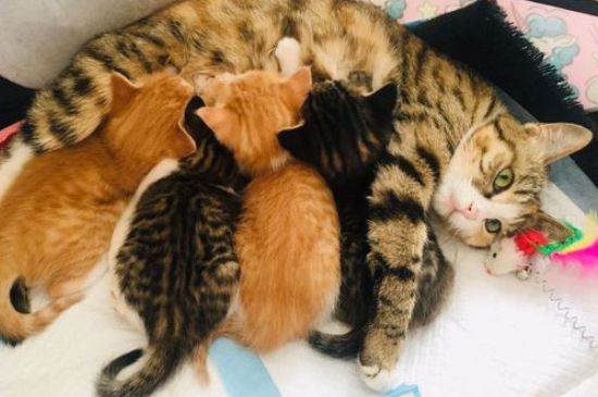 猫咪有眼屎是怎么回事