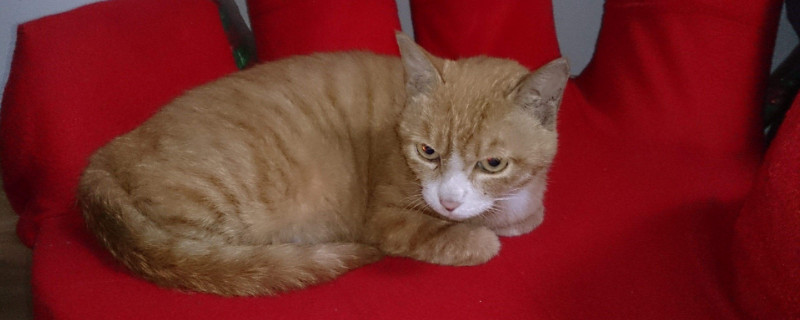猫咪吐白色粘液还拉稀