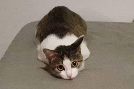 猫腮腺炎症状