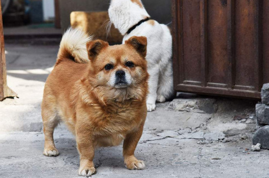 500以内的狗狗有哪些，500以内什么狗推荐