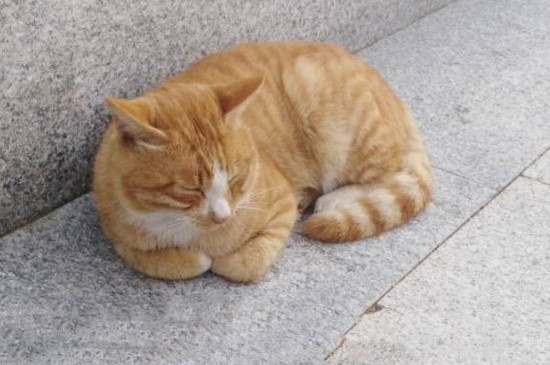 橘猫性格太凶了怎么办