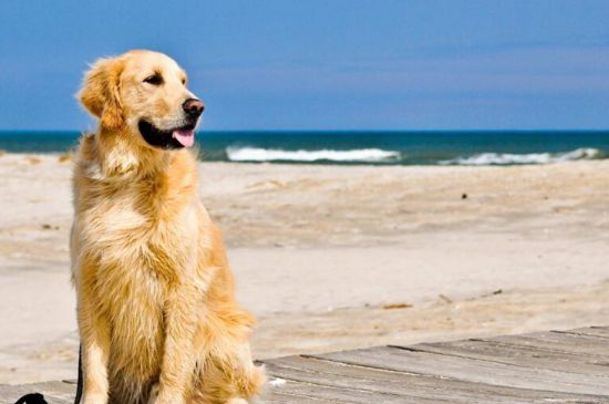 诊断狂犬六个标准