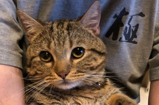 养猫常见病注意事项