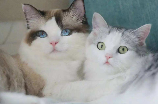 猫咪喘气像鼻子不通气