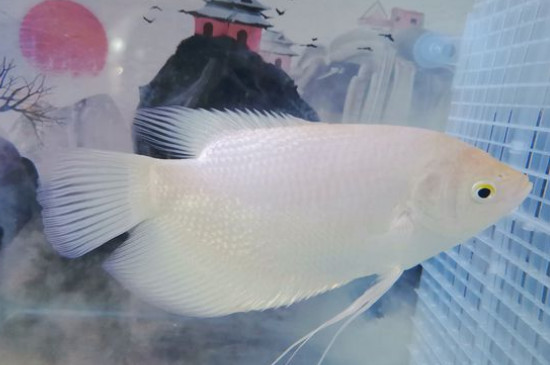招财鱼红斑可以自愈吗