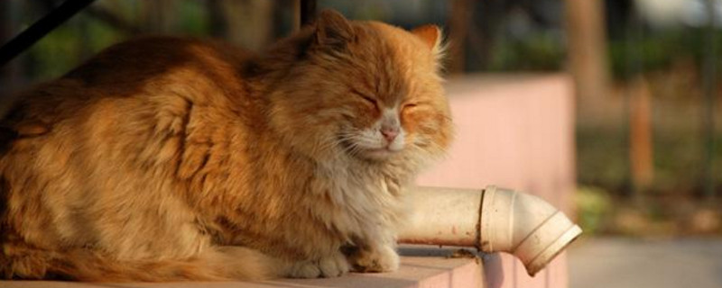 流浪猫身上有病菌吗