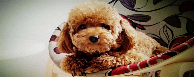 泰迪幼犬多久可以洗澡