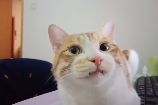 猫牙齿断了一半怎么办