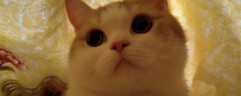 猫一次可以吃多少鸡心