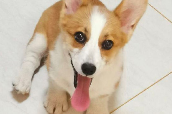 狗狗生产后怎么护理，狗狗生产后要注意什么
