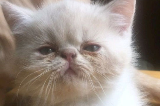 被宠物猫咬了用打针吗